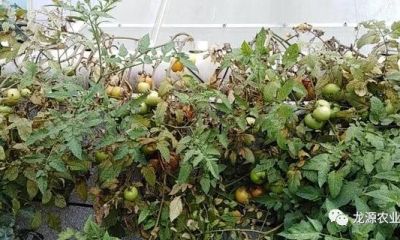 氣霧培番茄及瓜果的紅蜘蛛藥草防治法