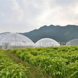 鳥巢大棚