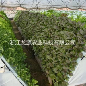 霧培蔬菜