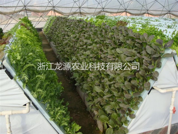 霧培蔬菜