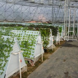 霧培蔬菜