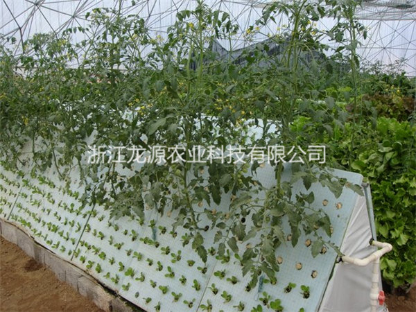 霧培蔬菜