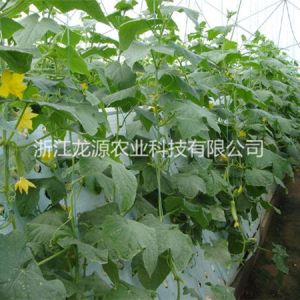 霧培蔬菜