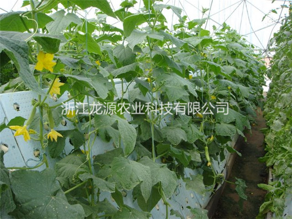 霧培蔬菜