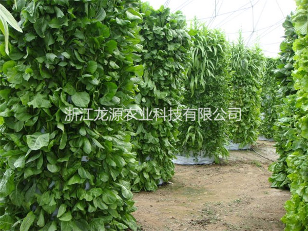 霧培蔬菜