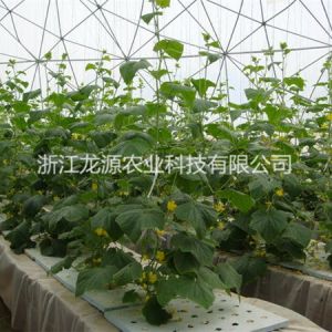 霧培蔬菜