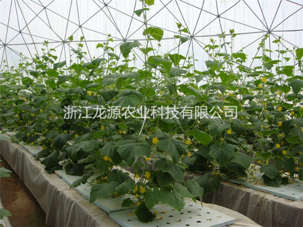 霧培蔬菜