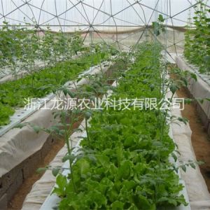 霧培蔬菜