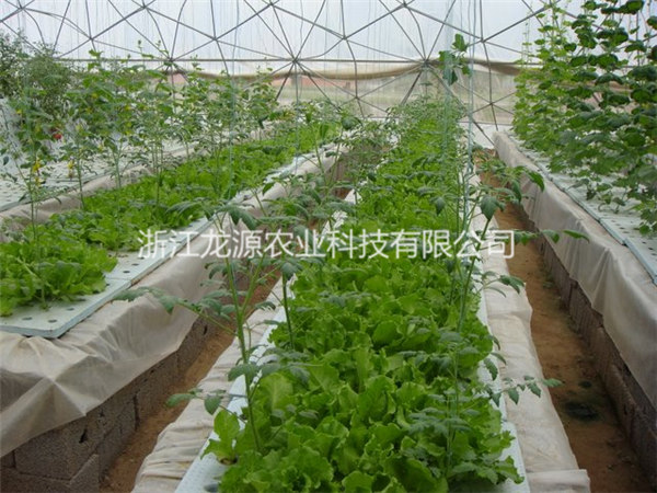 霧培蔬菜