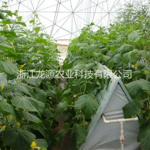霧培蔬菜
