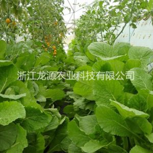 霧培蔬菜
