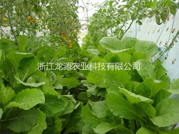 霧培蔬菜
