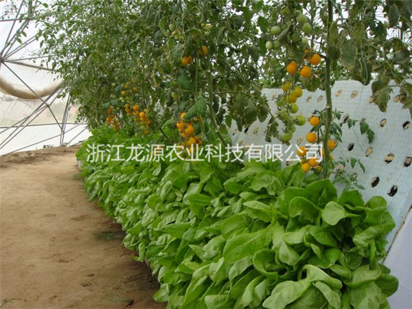 霧培蔬菜