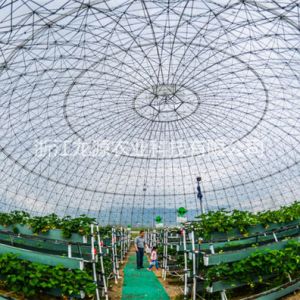 霧培蔬菜
