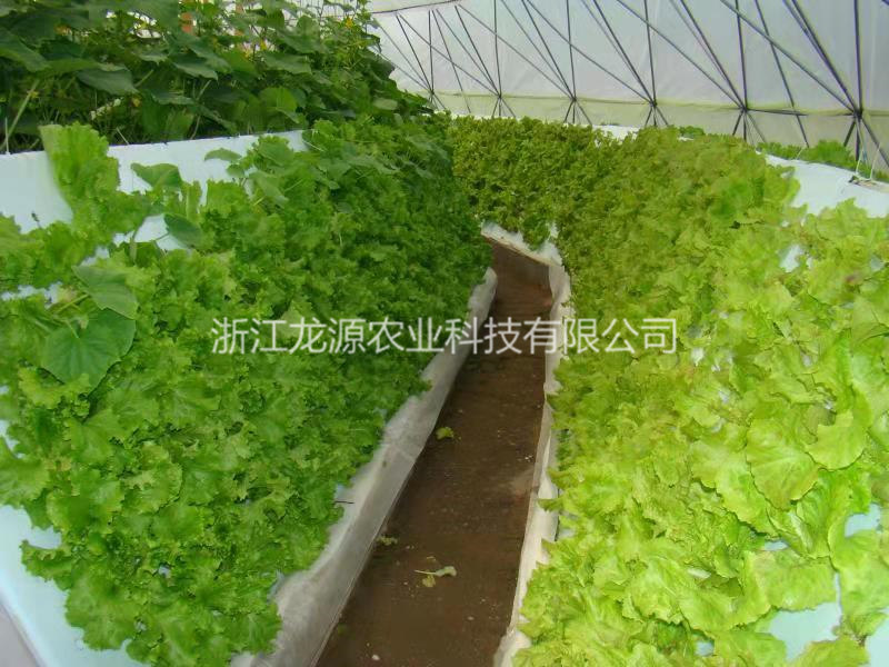 霧培蔬菜