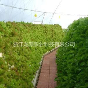 霧培蔬菜