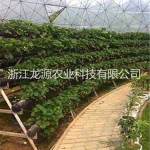 無土栽培