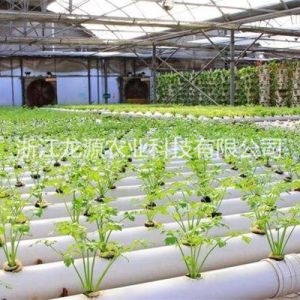 無土栽培