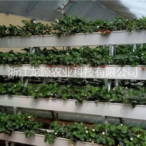 無土栽培
