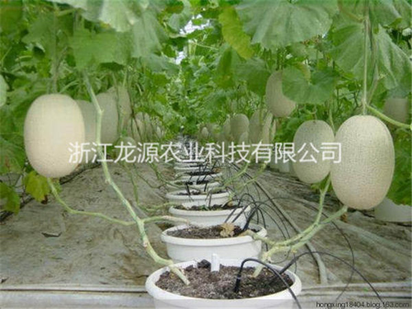 無土栽培