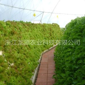 霧培蔬菜