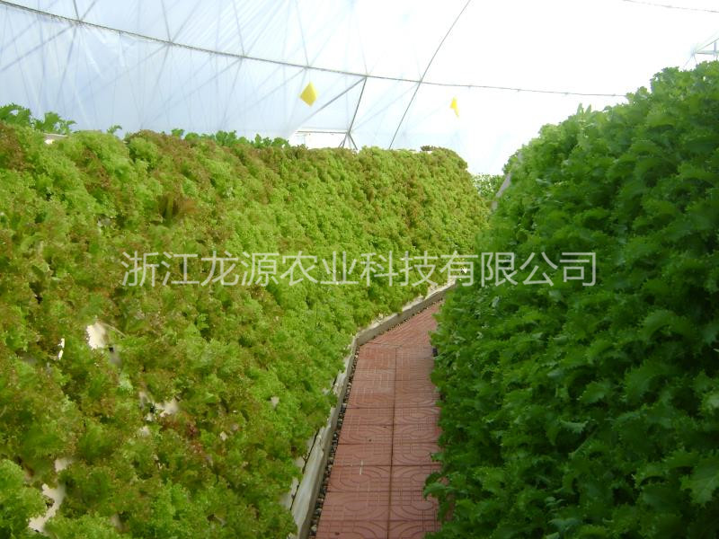 霧培蔬菜