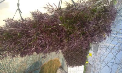 霧耕新品種推薦：功能型蔬菜紫衣芥菜及營(yíng)養(yǎng)液配方