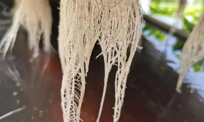 水澆多了會(huì)爛根，水培的蔬菜長(zhǎng)勢(shì)卻很好，區(qū)別在哪？