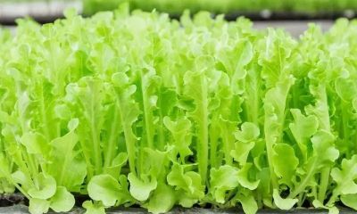 水培蔬菜的種類及相關(guān)事項(xiàng)